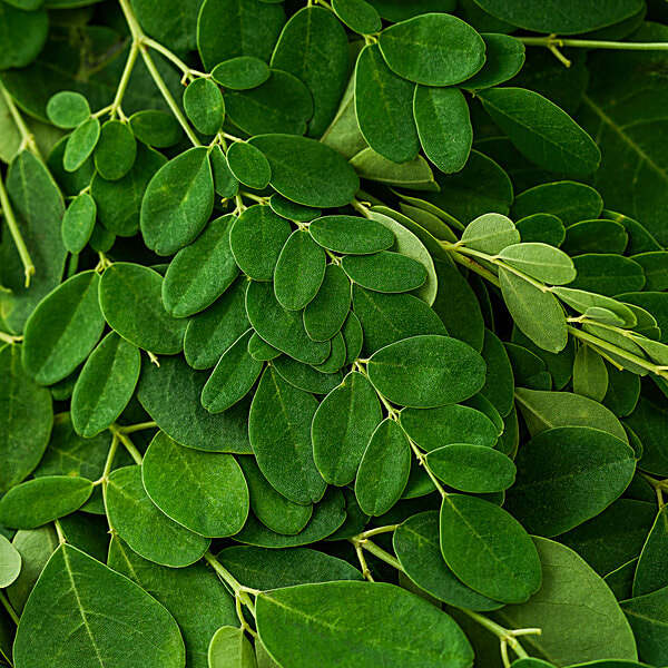 Moringa Leaves